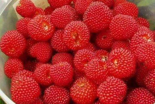 覆盆子的作用